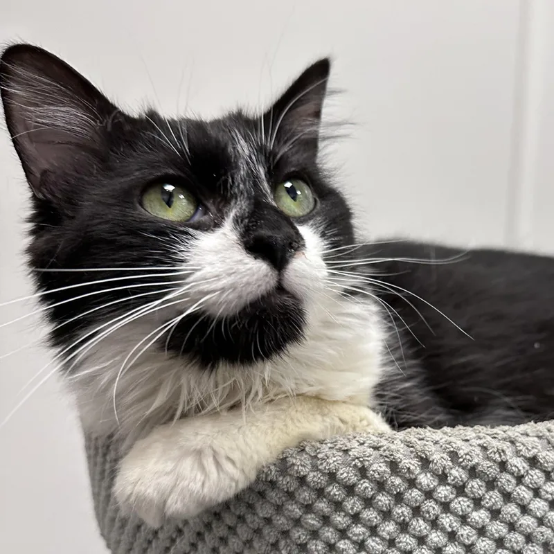 An adult large-sized male Tuxedo cat named Panda Bear for adoption in Dalton, GA