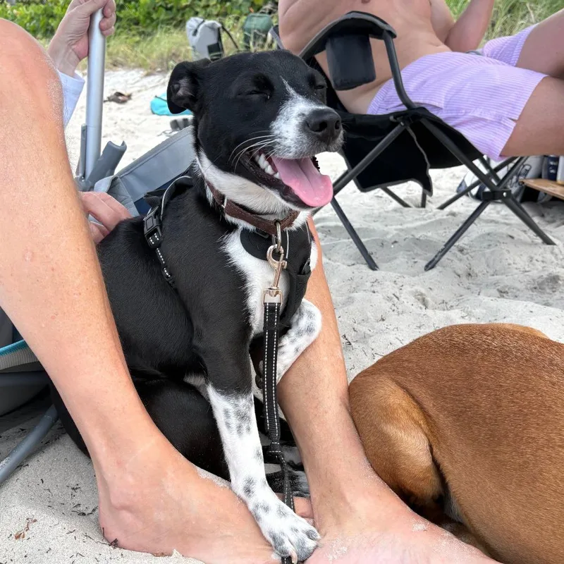 A young small-sized male Black Terrier dog named Pixel for adoption in Fort Lauderdale, FL