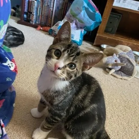 A baby medium-sized male Tabby (Brown / Chocolate) Domestic Short Hair cat named Al for adoption in Neenah, WI
