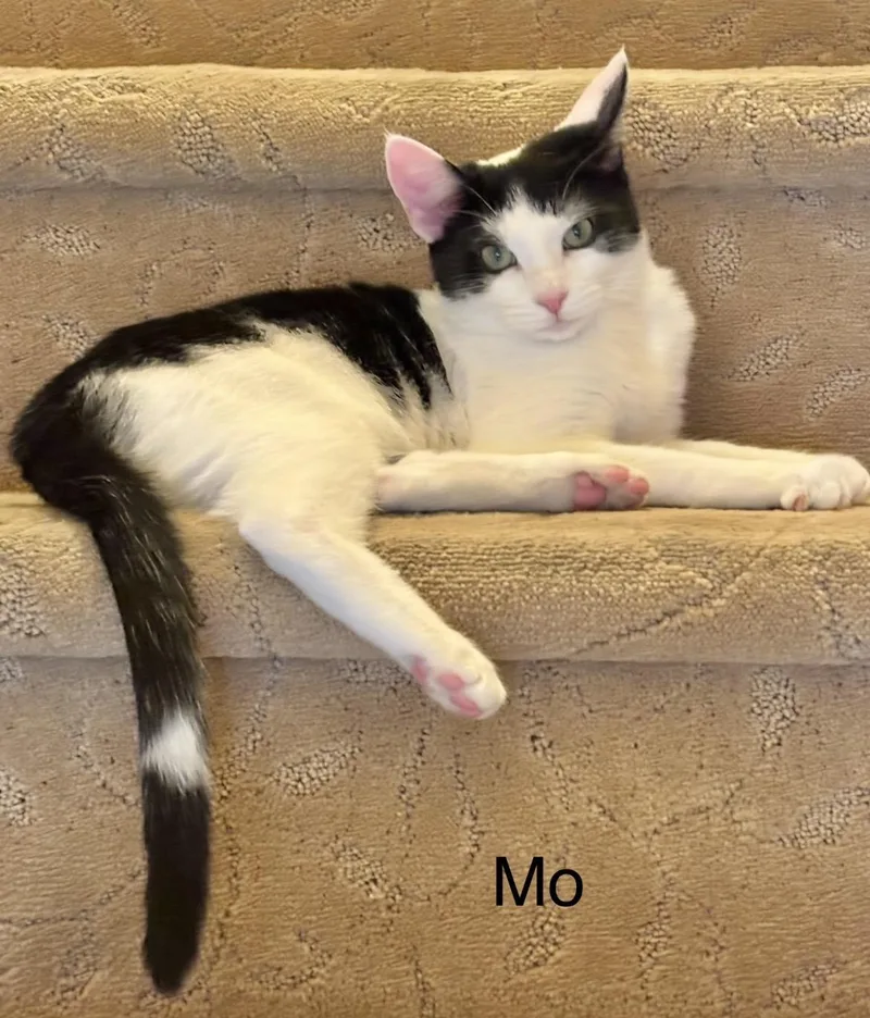 Mo
