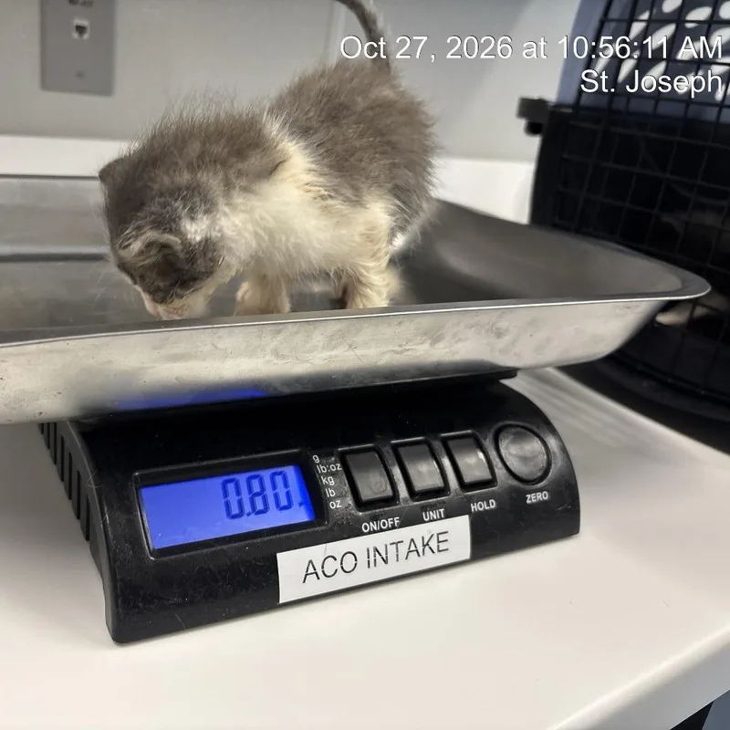 A baby small-sized male Gray / Blue / Silver Domestic Short Hair cat named Treat for adoption in Saint Joseph, MO