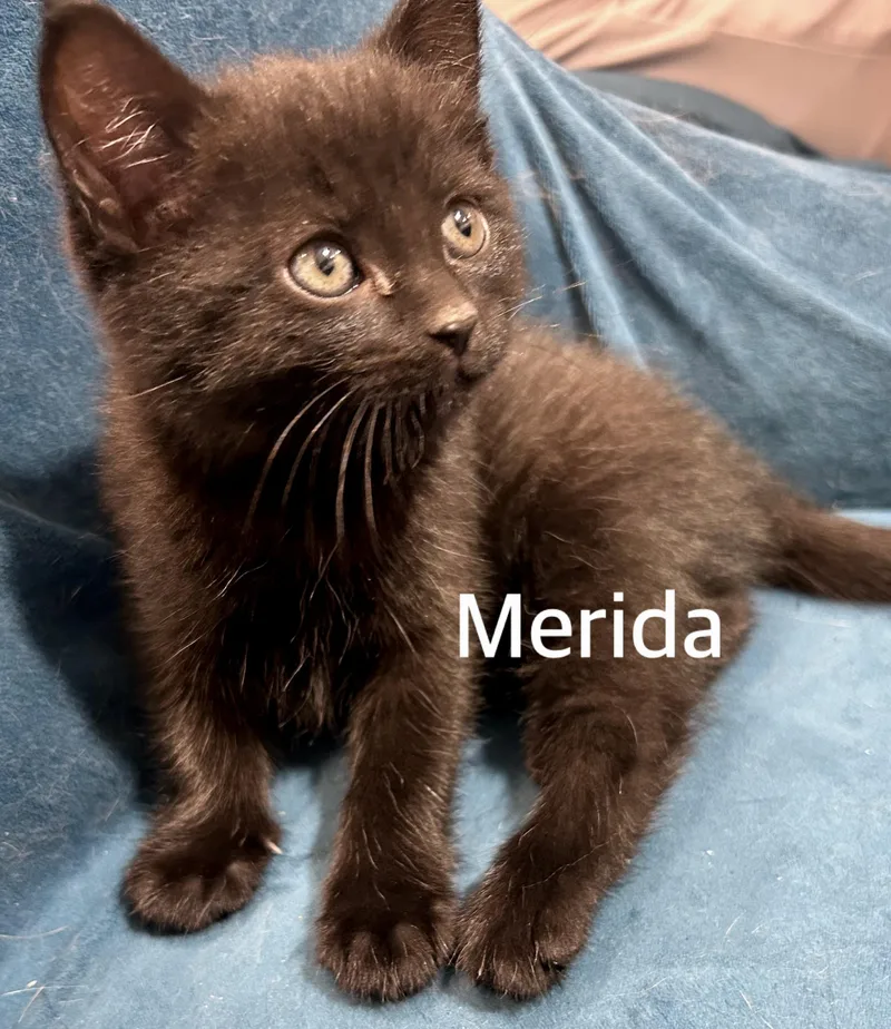 A baby medium-sized female Black Domestic Short Hair cat named Merida for adoption in Owasso, OK
