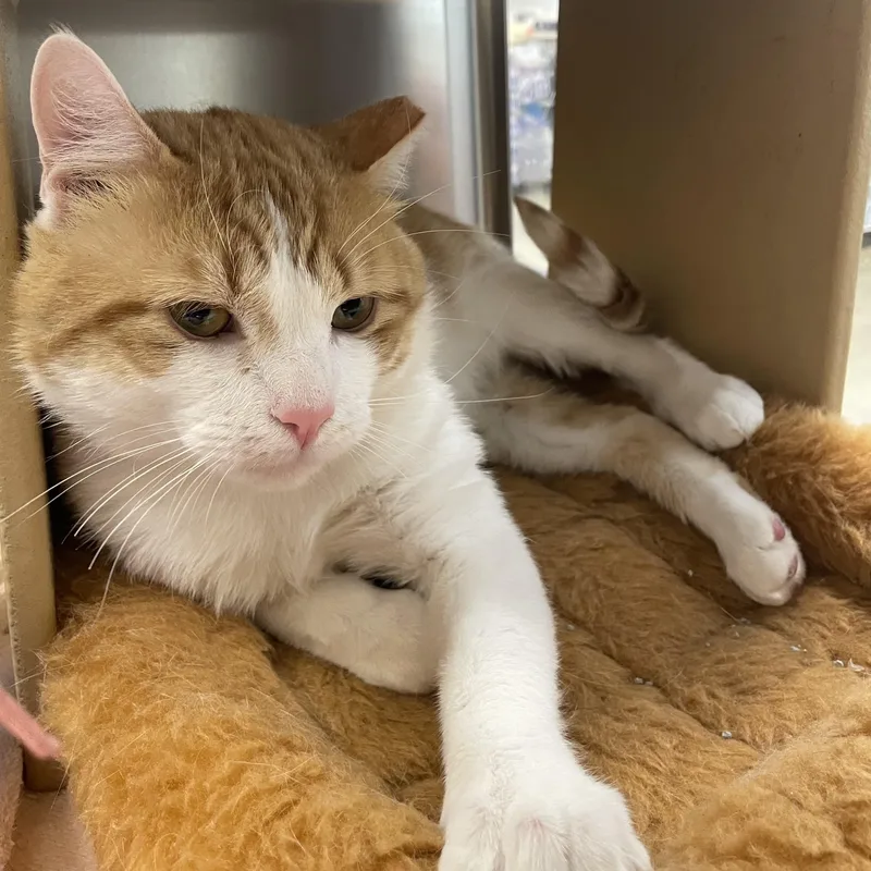 An adult medium-sized male Domestic Short Hair cat named Merle for adoption in Norwalk, CT
