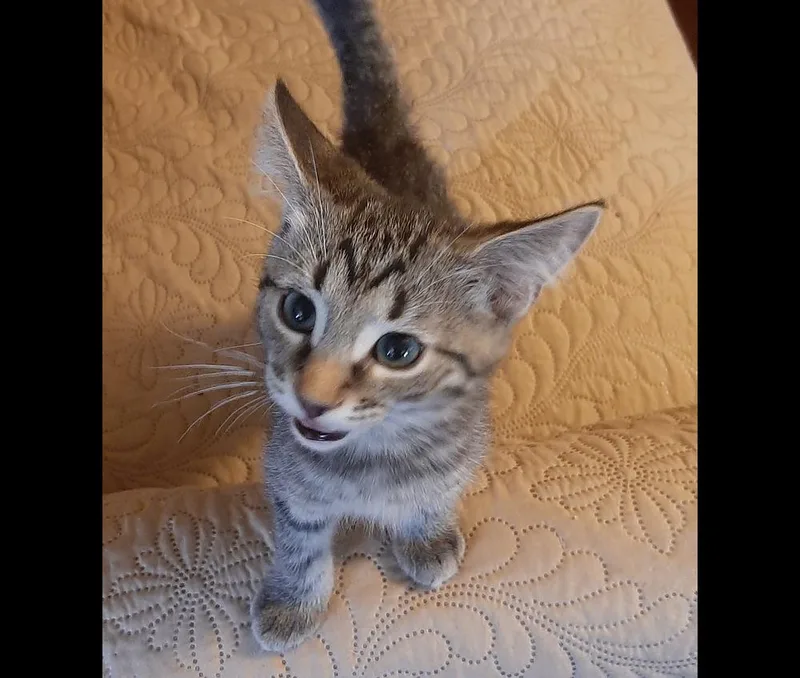 A baby medium-sized male Gray / Blue / Silver Tabby cat named Joey for adoption in Redlands, CA