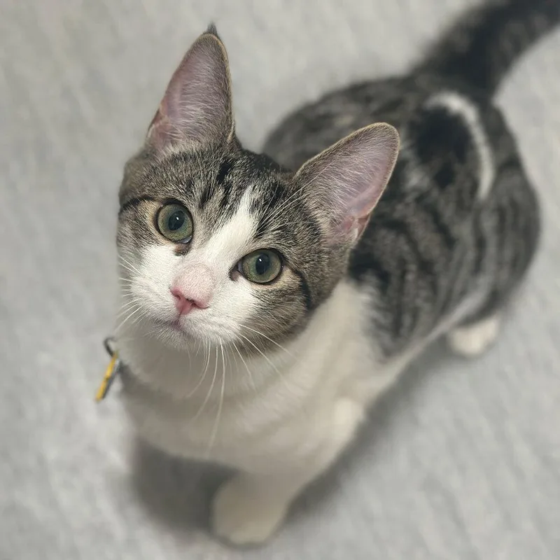 A young small-sized female Domestic Short Hair cat named Crayon for adoption in Port Washington, NY