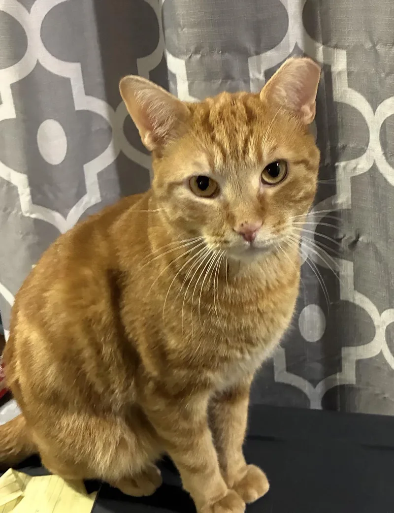 A young medium-sized male Tabby (Orange / Red) Domestic Short Hair cat named Adam Funston for adoption in Philadelphia, PA