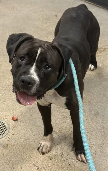 A young large-sized female Black Boxer dog named Apricot for adoption in Cleveland, OH