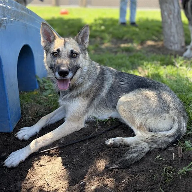 A young medium-sized female German Shepherd Dog dog named Marlow for adoption in Modesto, CA