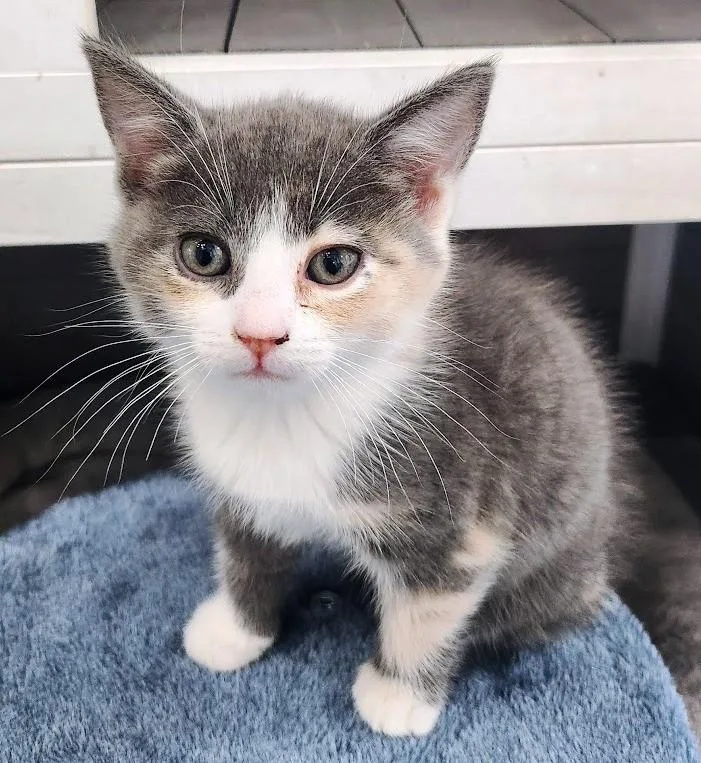 A young medium-sized female Gray & White Domestic Medium Hair cat named Dora for adoption in Mesquite, NV