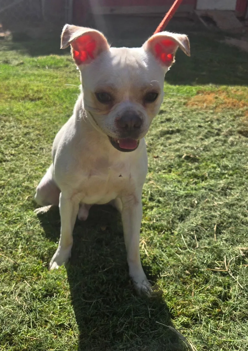 An adult small-sized male Pug dog named Beau for adoption in Milwaukee, WI