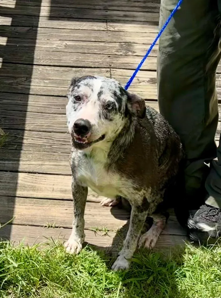 An adult medium-sized female Mixed Breed dog named Petunia for adoption in Rome, GA