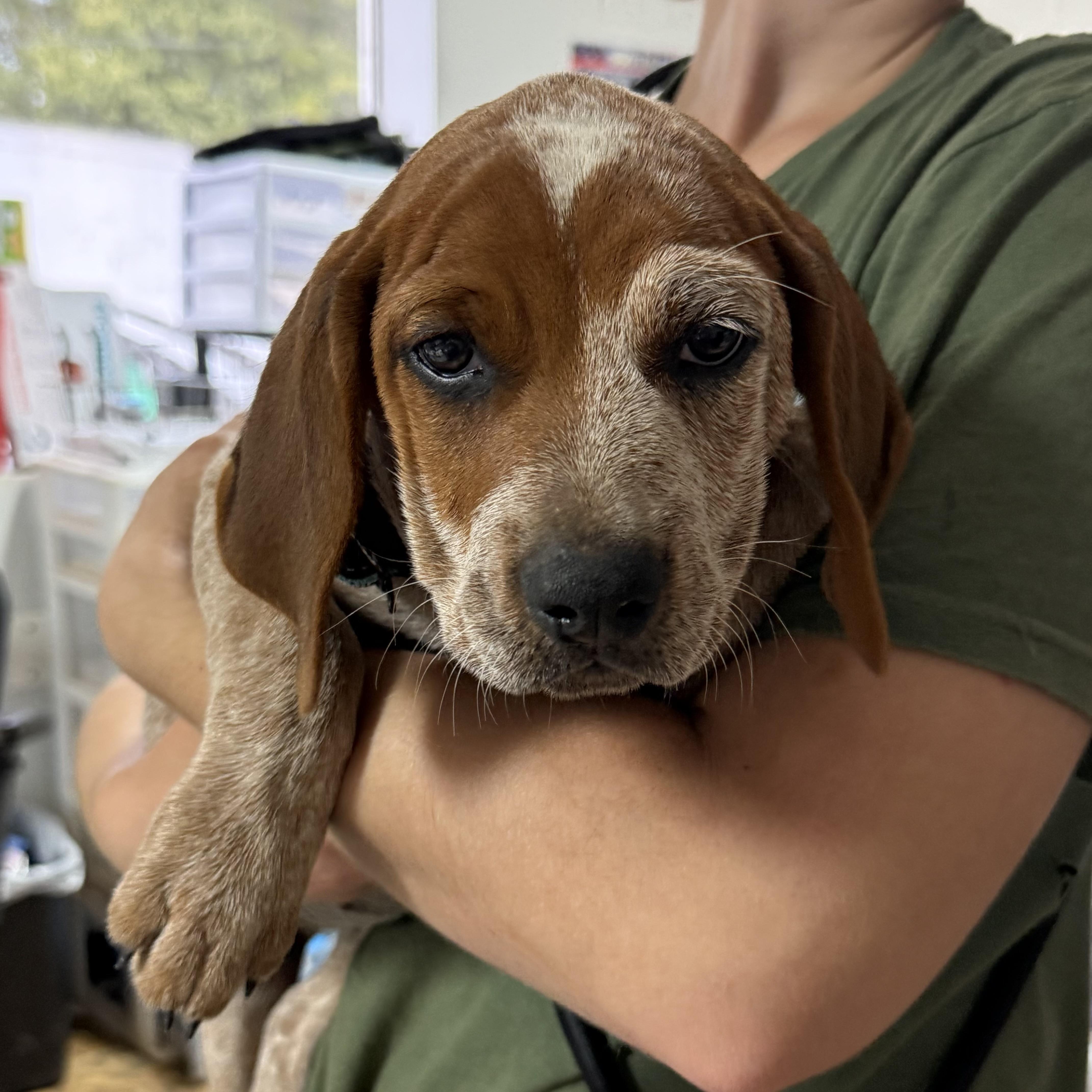 Rib Roast thumbnail 3