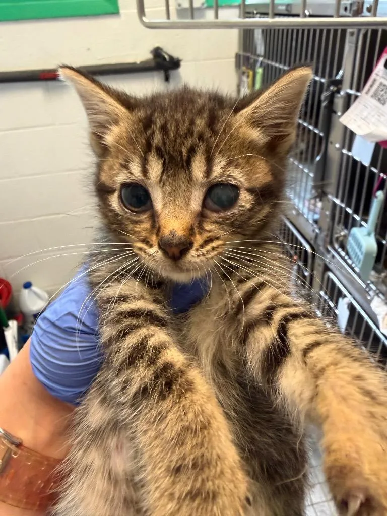 A baby medium-sized female Domestic Short Hair cat named Brownie for adoption in Pomona, NY