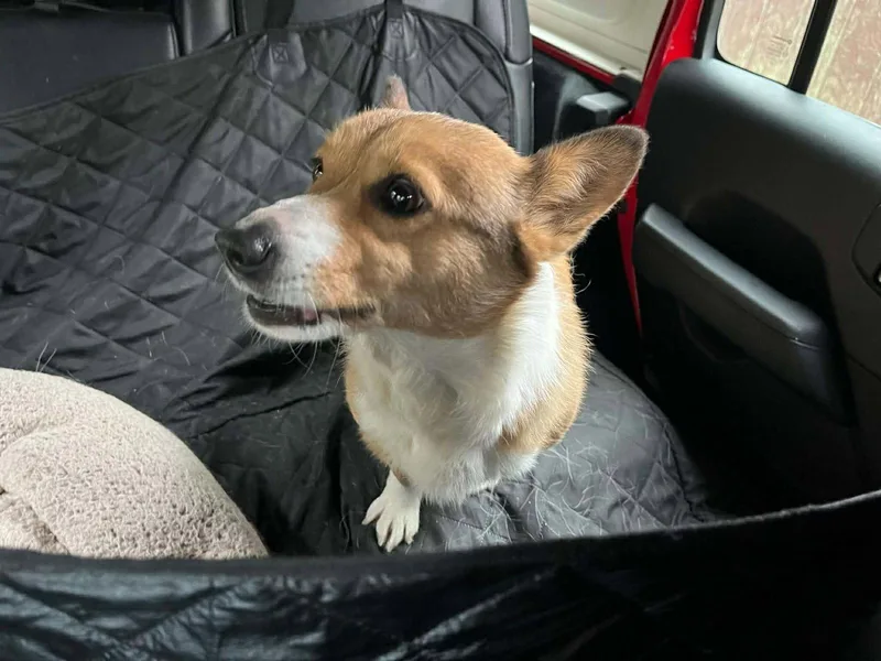 A young small-sized female Corgi dog named Tippy for adoption in Lewistown, PA
