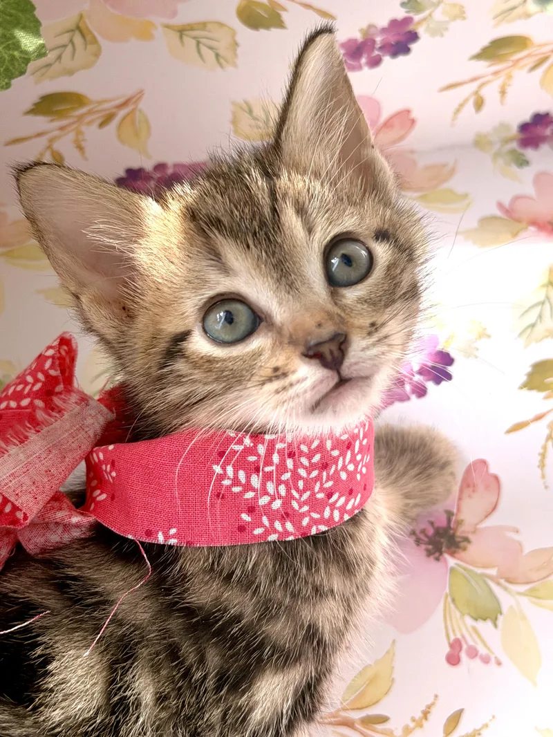 A baby small-sized female Tabby (Brown / Chocolate) Domestic Short Hair cat named Maggie for adoption in Gradyville, KY