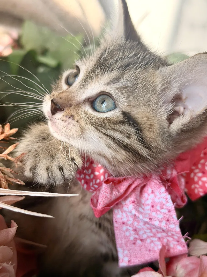 Maggie thumbnail 2