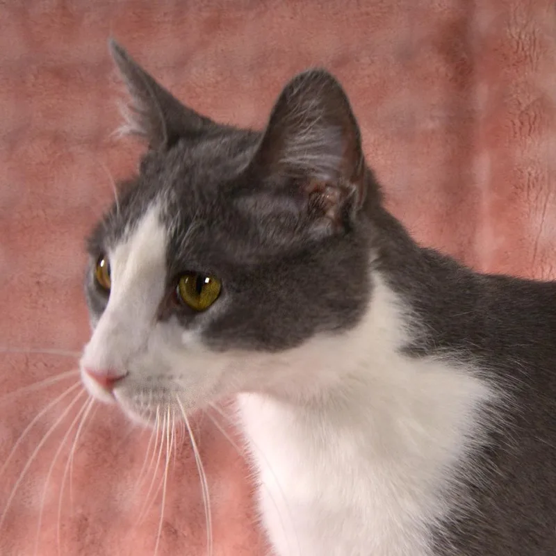 A young large-sized male White Domestic Short Hair cat named Rhett for adoption in Traverse City, MI