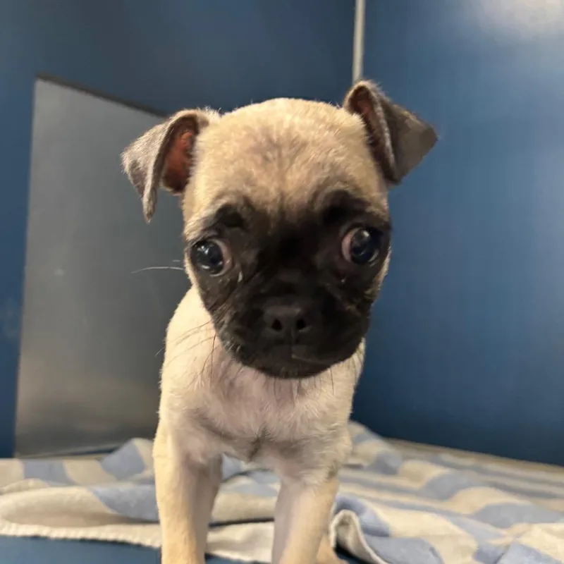 A baby small-sized female Yellow / Tan / Blond / Fawn Pug dog named Pugzilla for adoption in Yuma, AZ