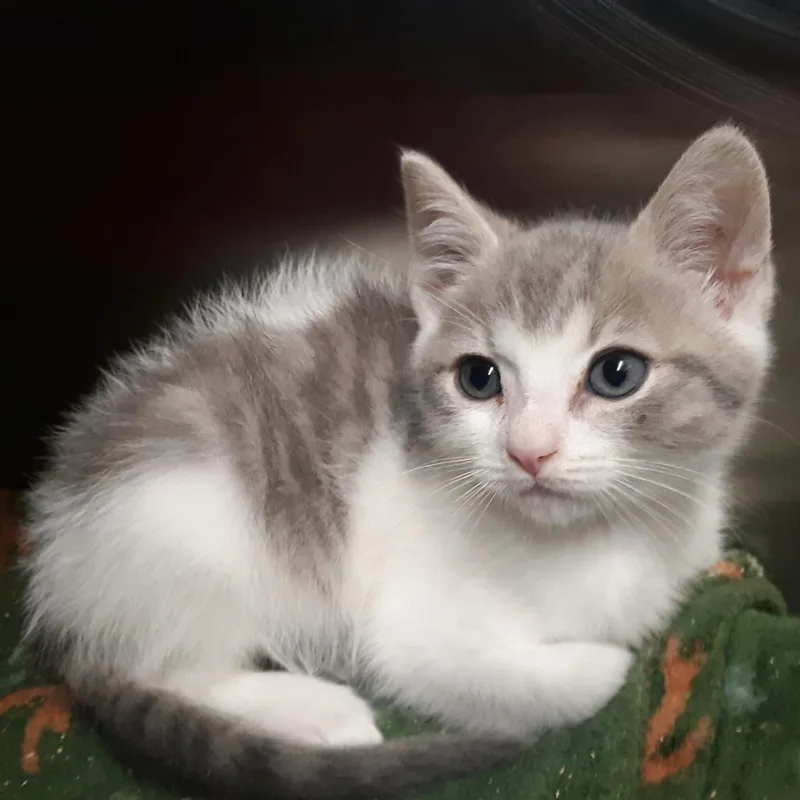 A baby small-sized male White Domestic Short Hair cat named Hiker for adoption in Spokane, WA