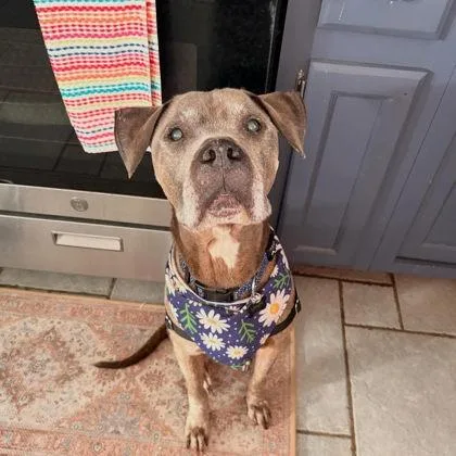 An adult medium-sized male Pit Bull Terrier dog named Oldie B Goodie for adoption in Atlanta, GA