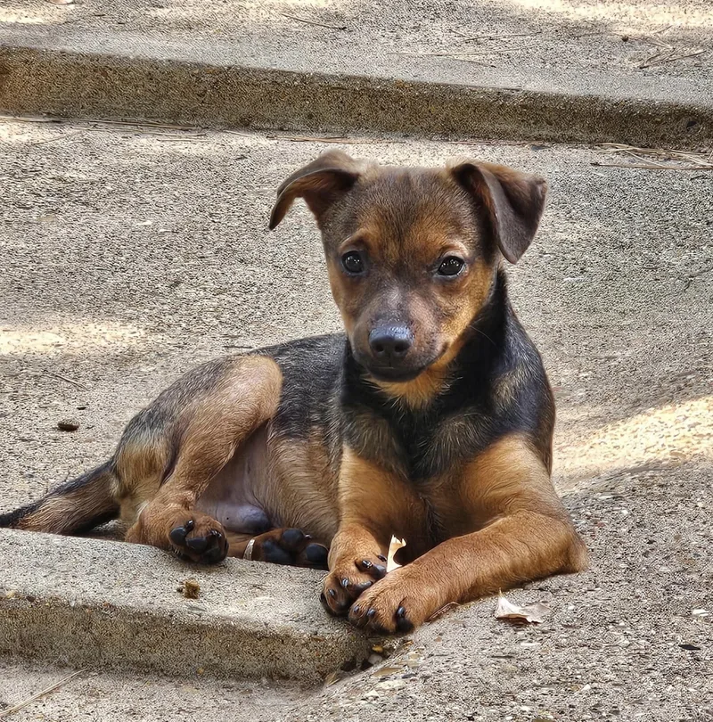 A baby small-sized male Chihuahua dog named Bug for adoption in Uxbridge, MA