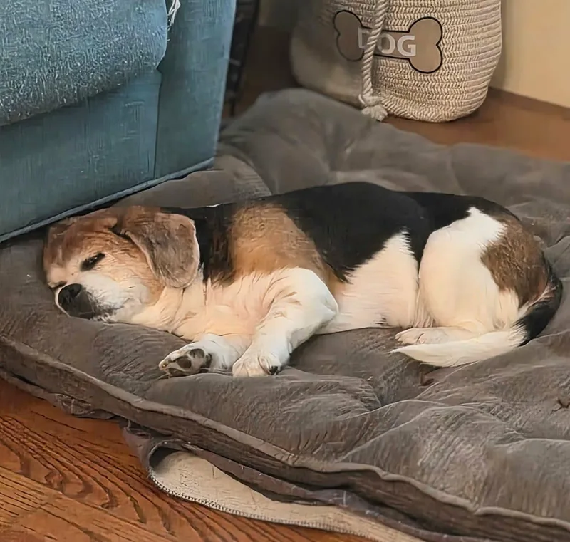 Stella thumbnail 5