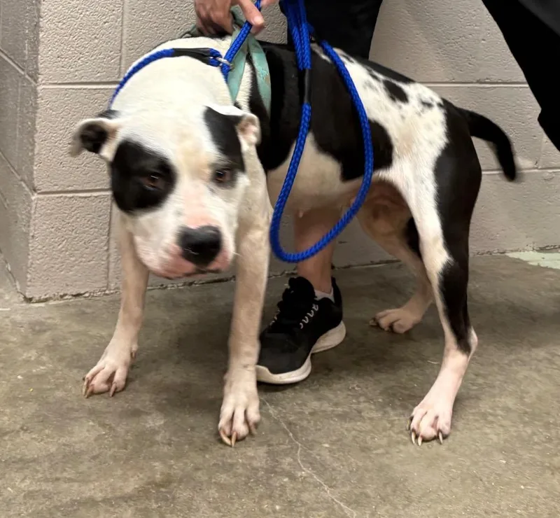 A young medium-sized female Mixed Breed dog named Lola for adoption in Murray, KY