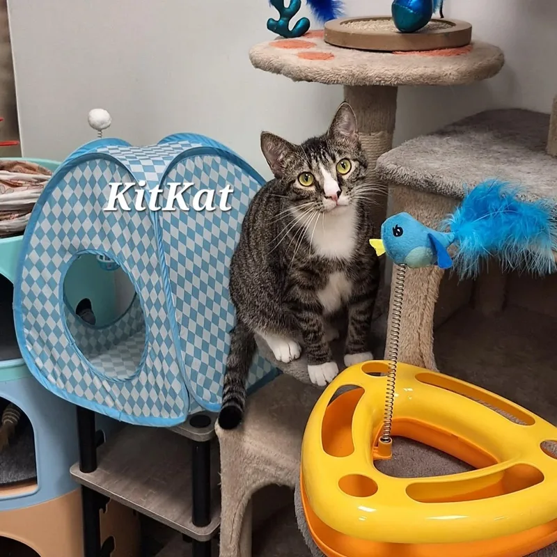 A young medium-sized male Tabby (Brown / Chocolate) Domestic Short Hair cat named Kit Kat for adoption in Vine Grove, KY