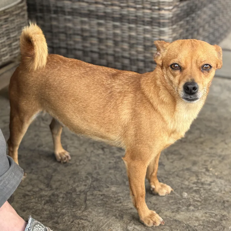 Ms. Gorgeous Rumi thumbnail 2