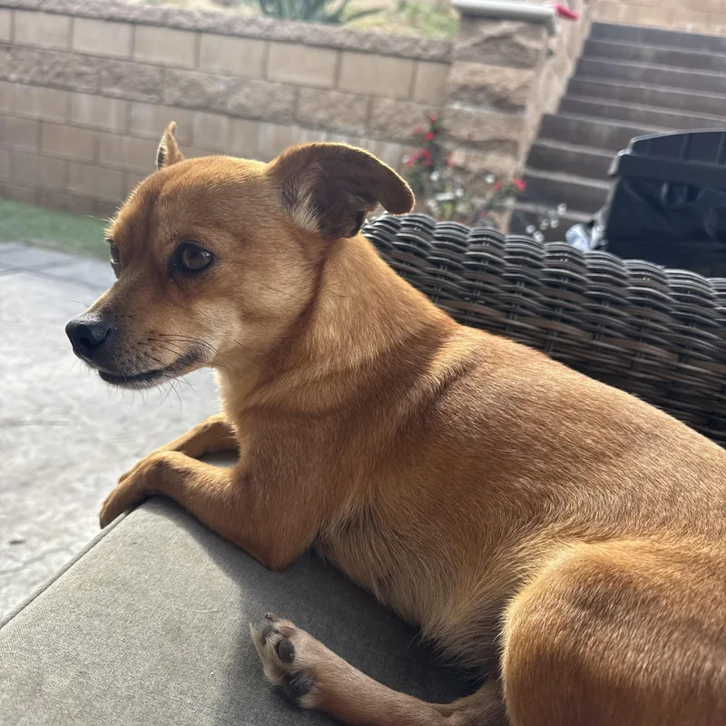 Ms. Gorgeous Rumi thumbnail 3