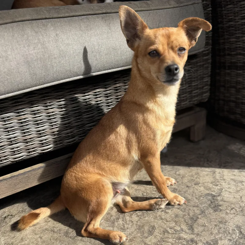 Ms. Gorgeous Rumi thumbnail 4