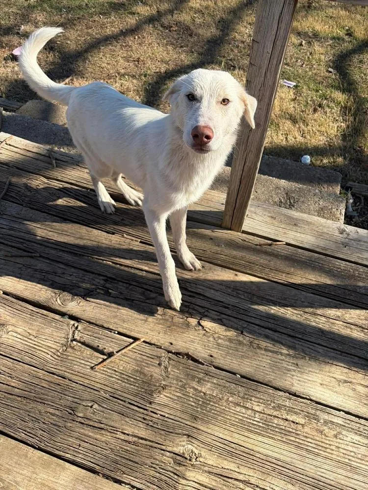An adult large-sized male White / Cream Great Pyrenees dog named Tank for adoption in Sanger, TX