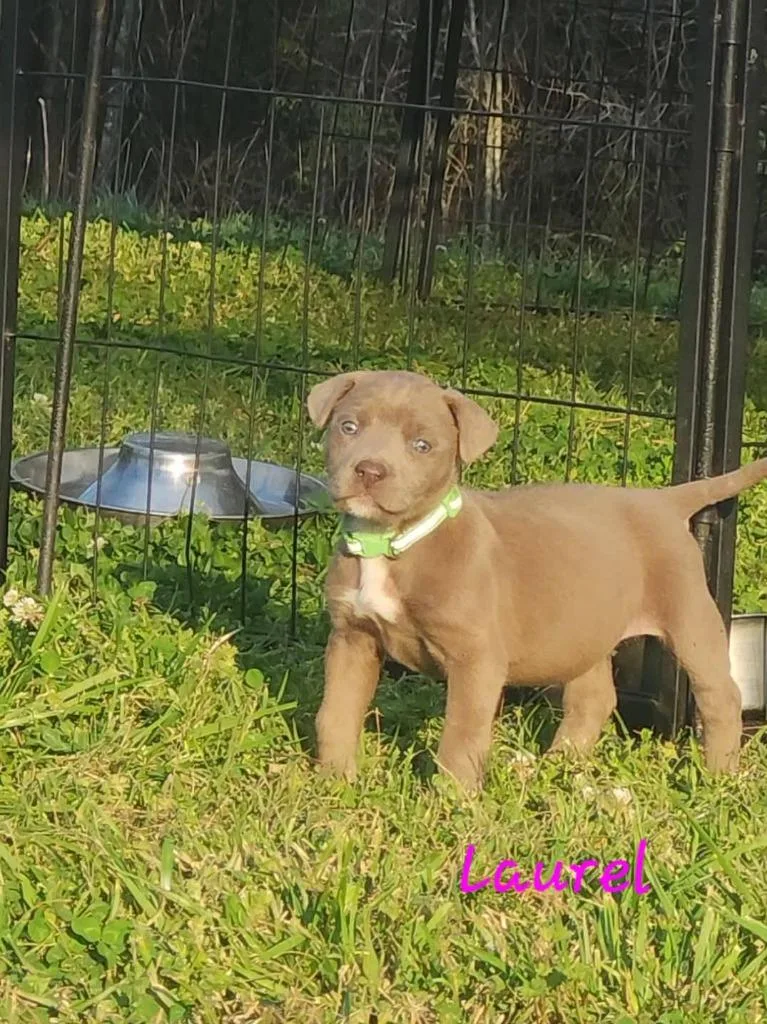 A baby medium-sized female Mixed Breed dog named Laurel for adoption in Fond Du Lac, WI