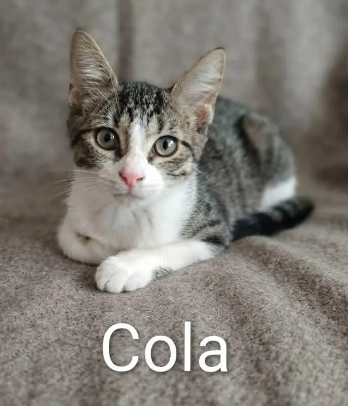 Cola thumbnail 2