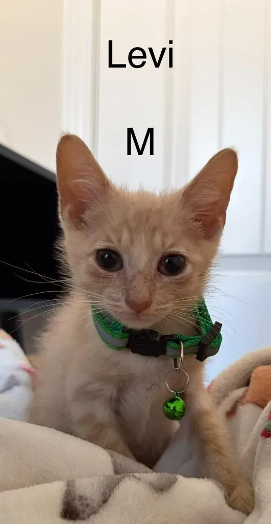 A baby small-sized male Domestic Short Hair cat named Levi for adoption in Darien, GA