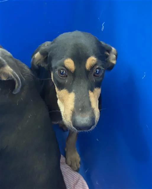 A baby large-sized female Mixed Breed dog named Ange for adoption in Dallas, TX