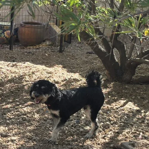 An adult medium-sized male Miniature Poodle dog named Batman for adoption in Phoenix, AZ