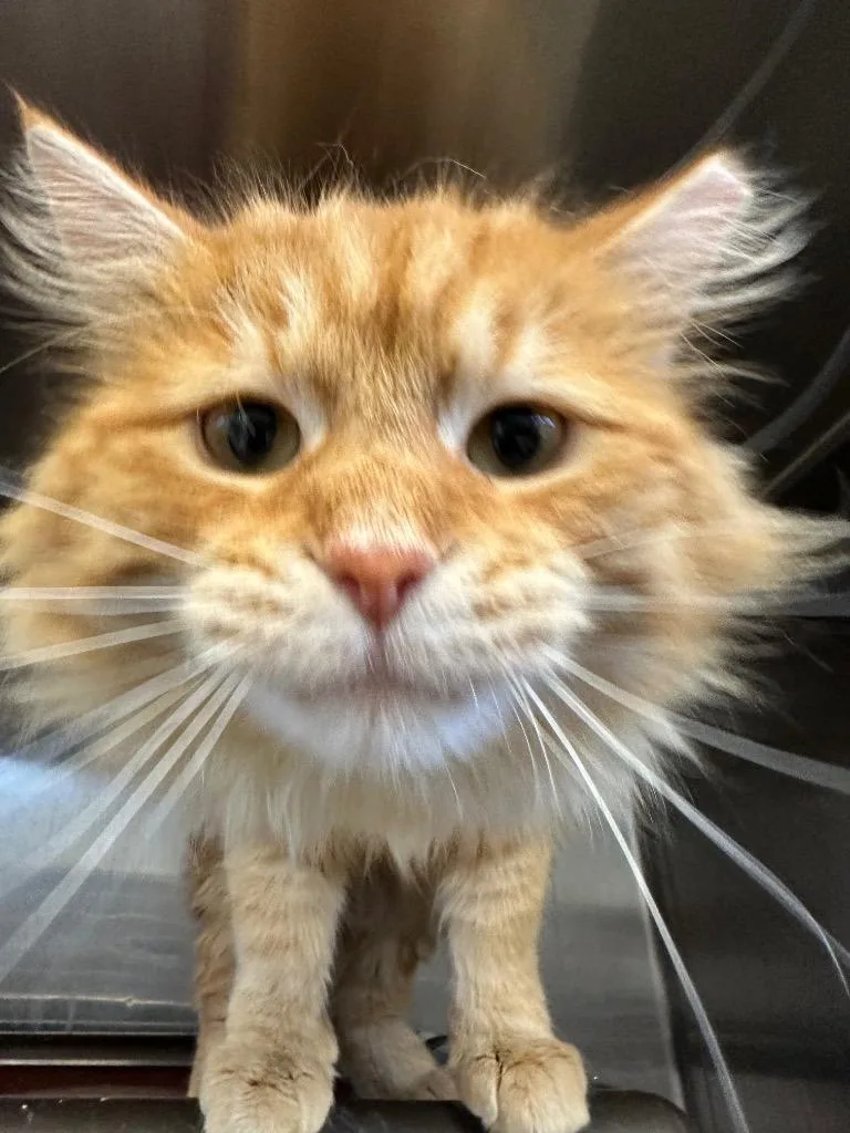 Monterey Jack