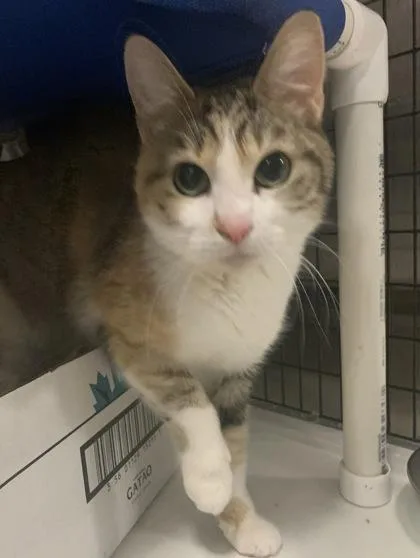 An adult medium-sized female Domestic Short Hair cat named Dorothy for adoption in Washington, DC