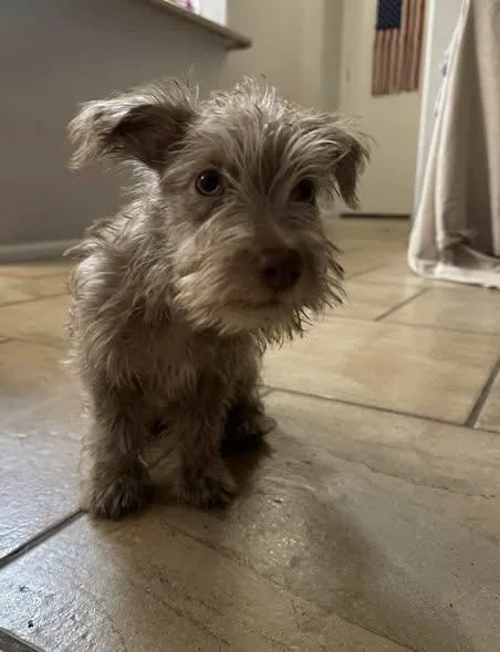 A baby small-sized male Brown / Chocolate Miniature Schnauzer dog named Marty for adoption in San Tan Valley, AZ