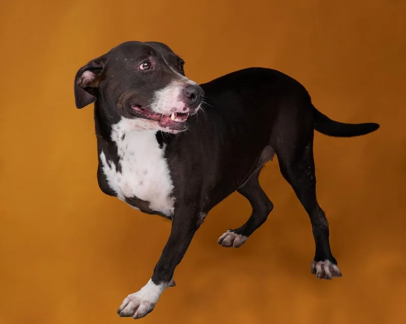 An adult medium-sized female Yellow / Tan / Blond / Fawn American Staffordshire Terrier dog named Suki for adoption in Sullivan City, TX
