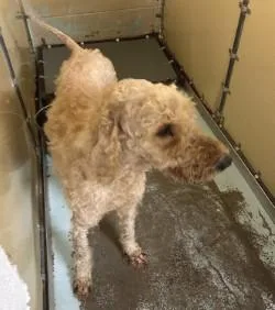 An adult medium-sized female Apricot / Beige Standard Poodle dog named Paris for adoption in Harlingen, TX