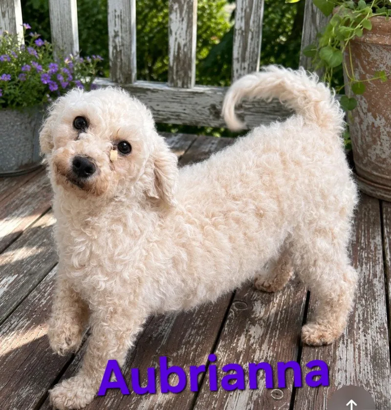 An adult small-sized female Bichon Frise dog named Aubrianna for adoption in Seaford, DE