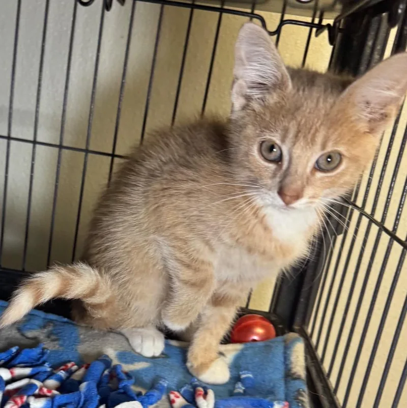 A baby medium-sized male Domestic Short Hair cat named Cheezit for adoption in Saginaw, MI