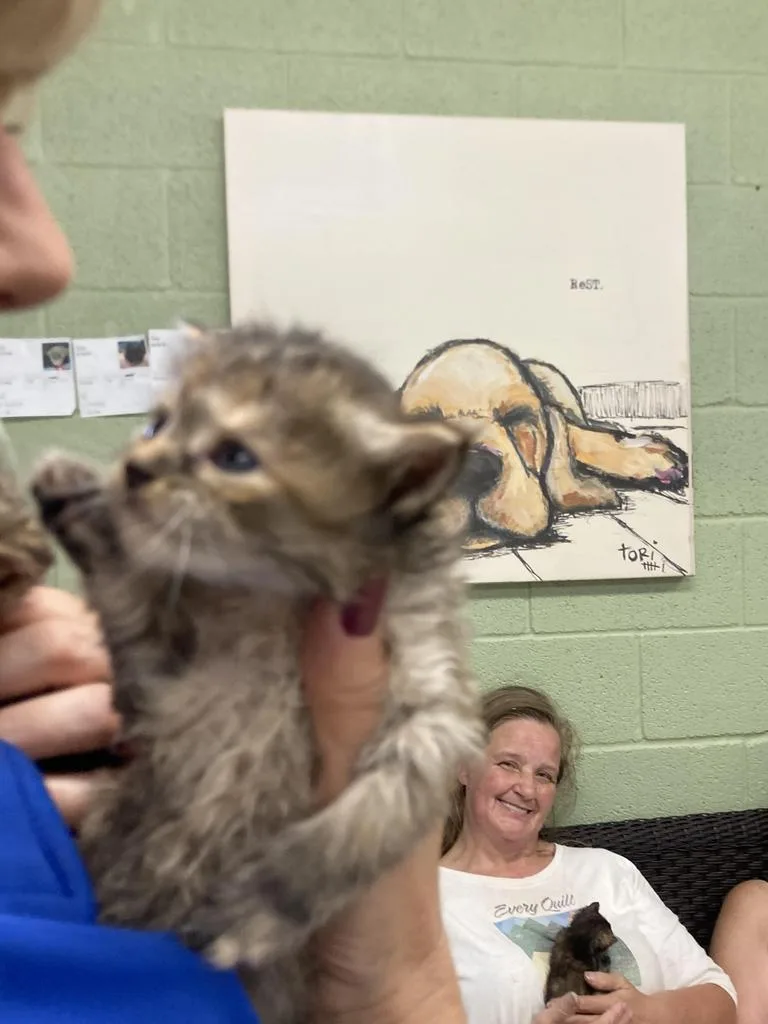 A baby medium-sized male Domestic Short Hair cat named Pocky for adoption in Burnsville, NC