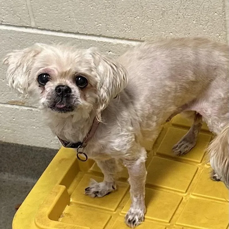 A senior small-sized female Yellow / Tan / Blond / Fawn Pekingese dog named Zoey for adoption in Rocky Mount, VA