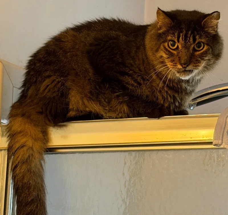 A young medium-sized male Domestic Medium Hair cat named Ben for adoption in New York, NY