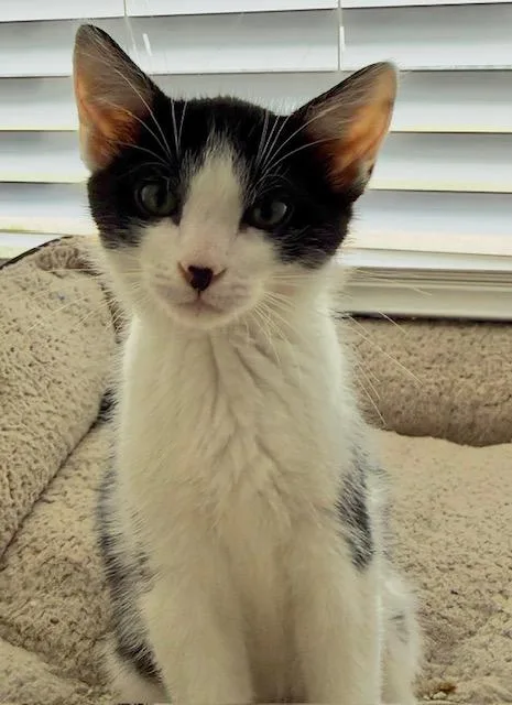 A baby medium-sized female Black & White / Tuxedo Domestic Short Hair cat named Koda for adoption in Oberlin, OH