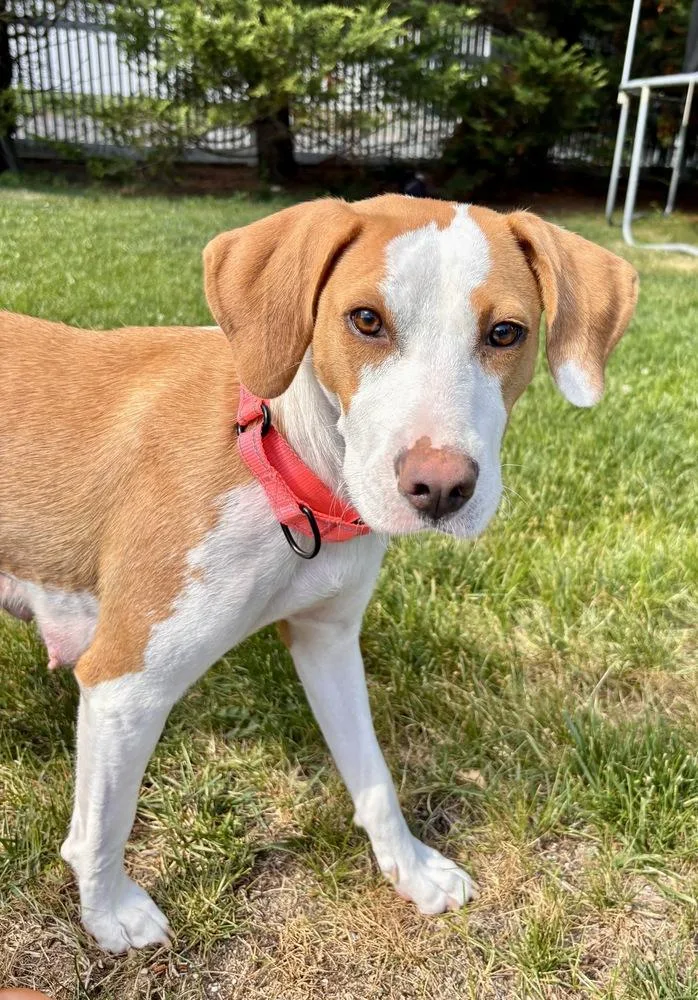 A young medium-sized female Hound dog named Regina for adoption in Greenlawn, NY