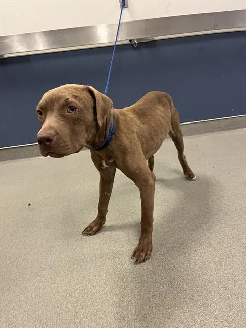 A young medium-sized male Terrier dog named Igor for adoption in Miami, FL